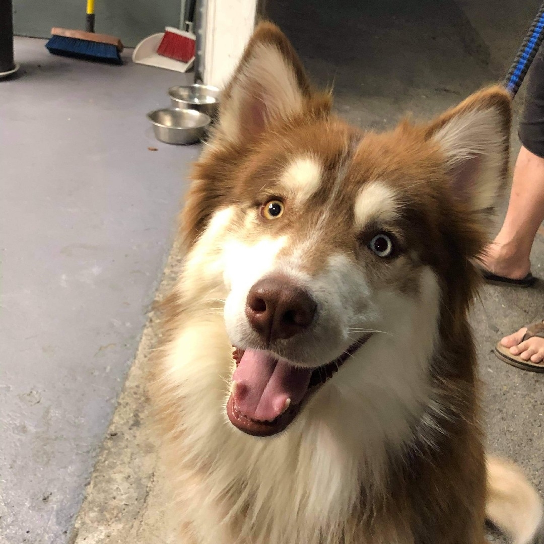 A picture of KING PHAN, a 6 years 4 months old Other dog.