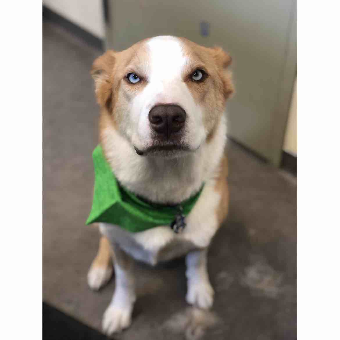 A picture of Neji, a 7 years 1 month old Other Mix dog.