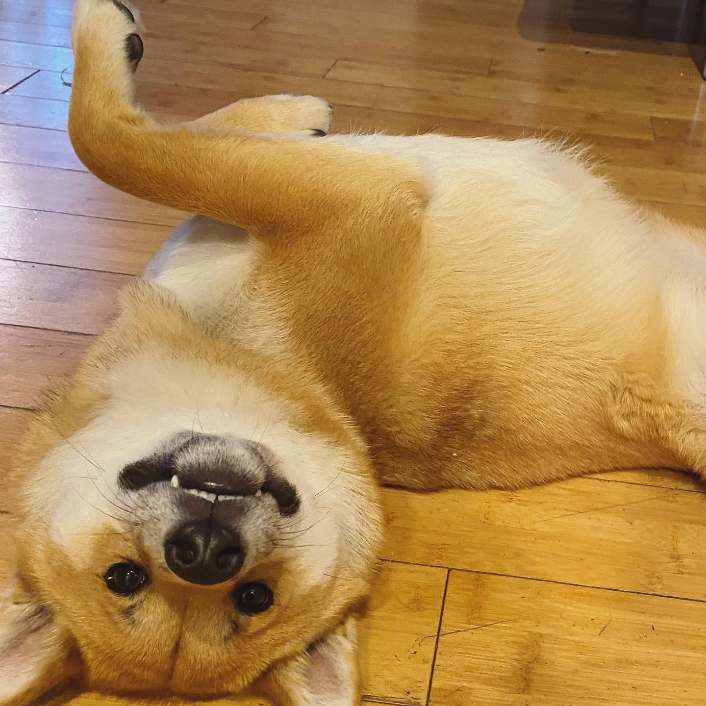 A picture of Sheru, a 5 years 8 months old Other dog.