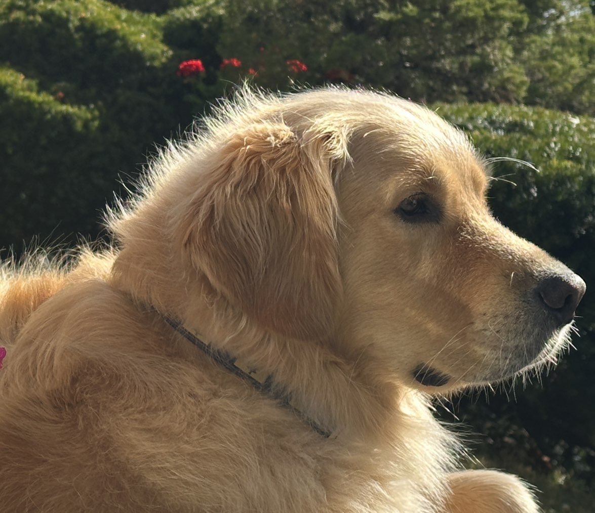 A picture of Captain, a 4 years 6 months old Other dog.