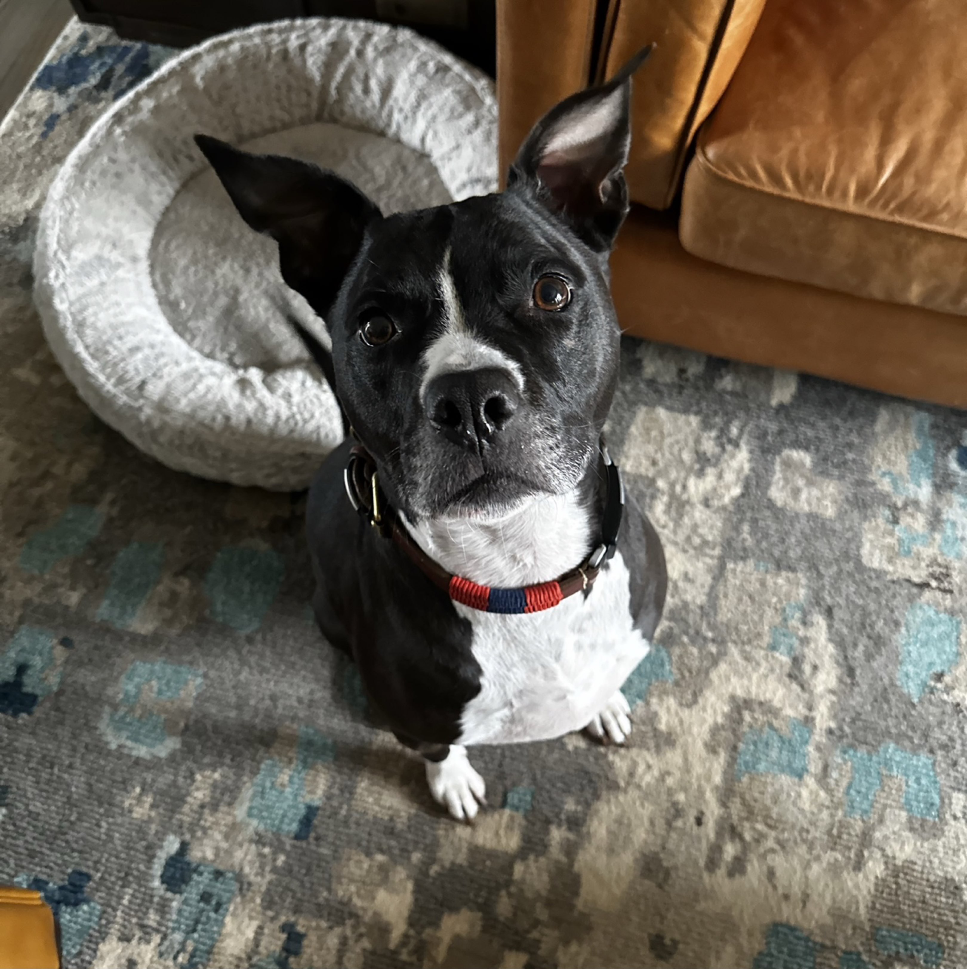 A picture of Barnabus, a 9 years 3 months old Other Mix dog.
