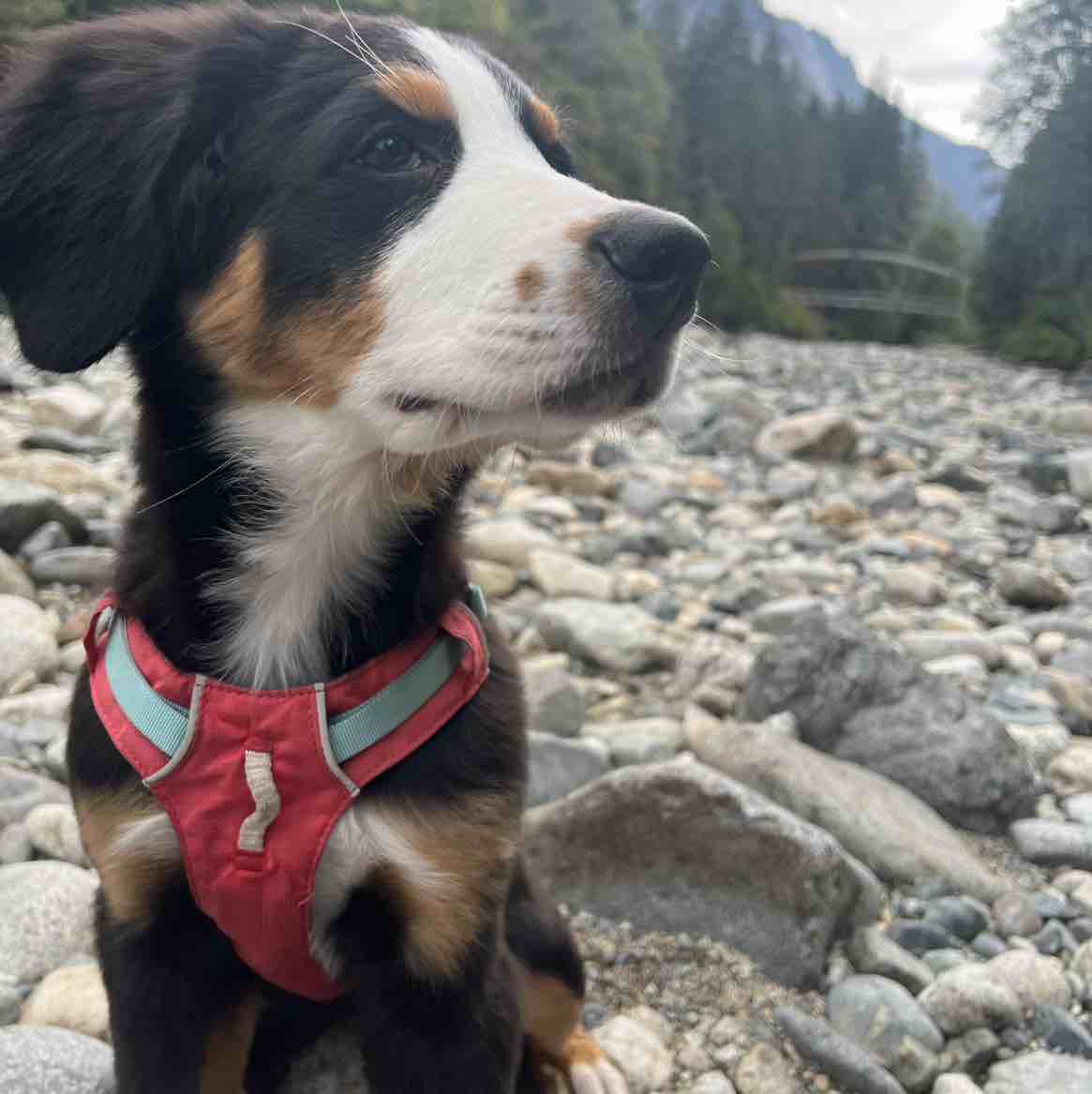 A picture of AyO, a 2 years 3 months old Other Mix dog.
