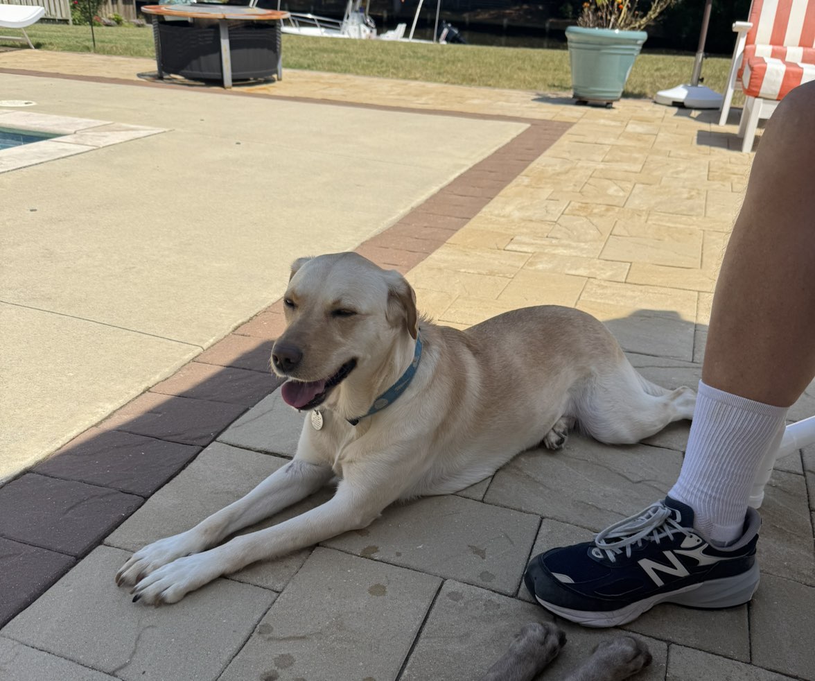 A picture of Kiwi, a 2 years 6 months old Other Mix dog.