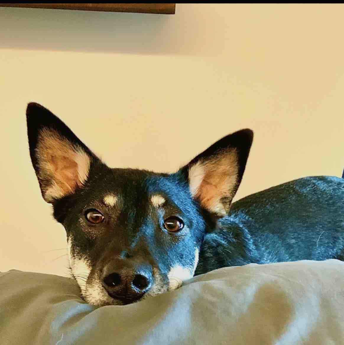 A picture of Harper, a 6 years 5 months old Other Mix dog.