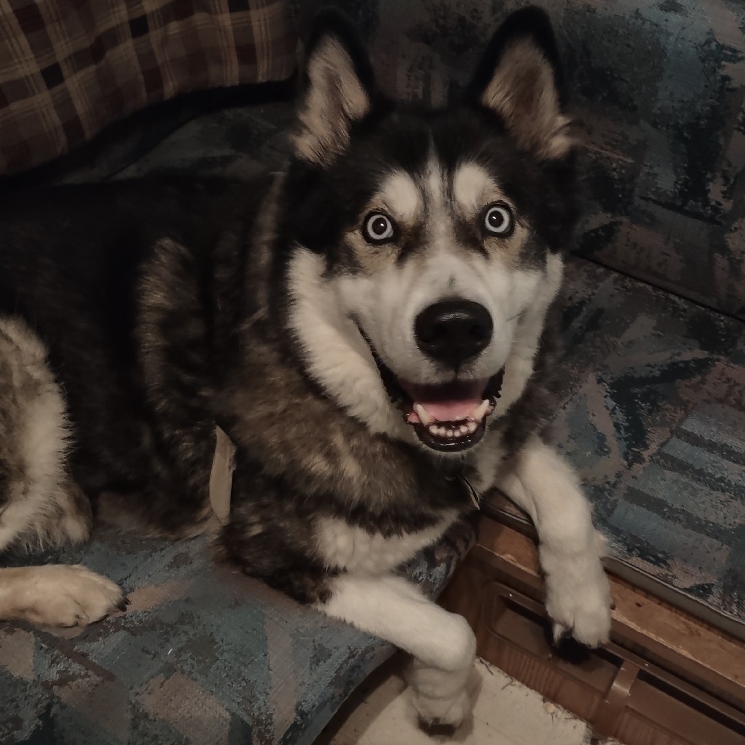A picture of Akito, a 10 years 3 months old Other Mix dog.