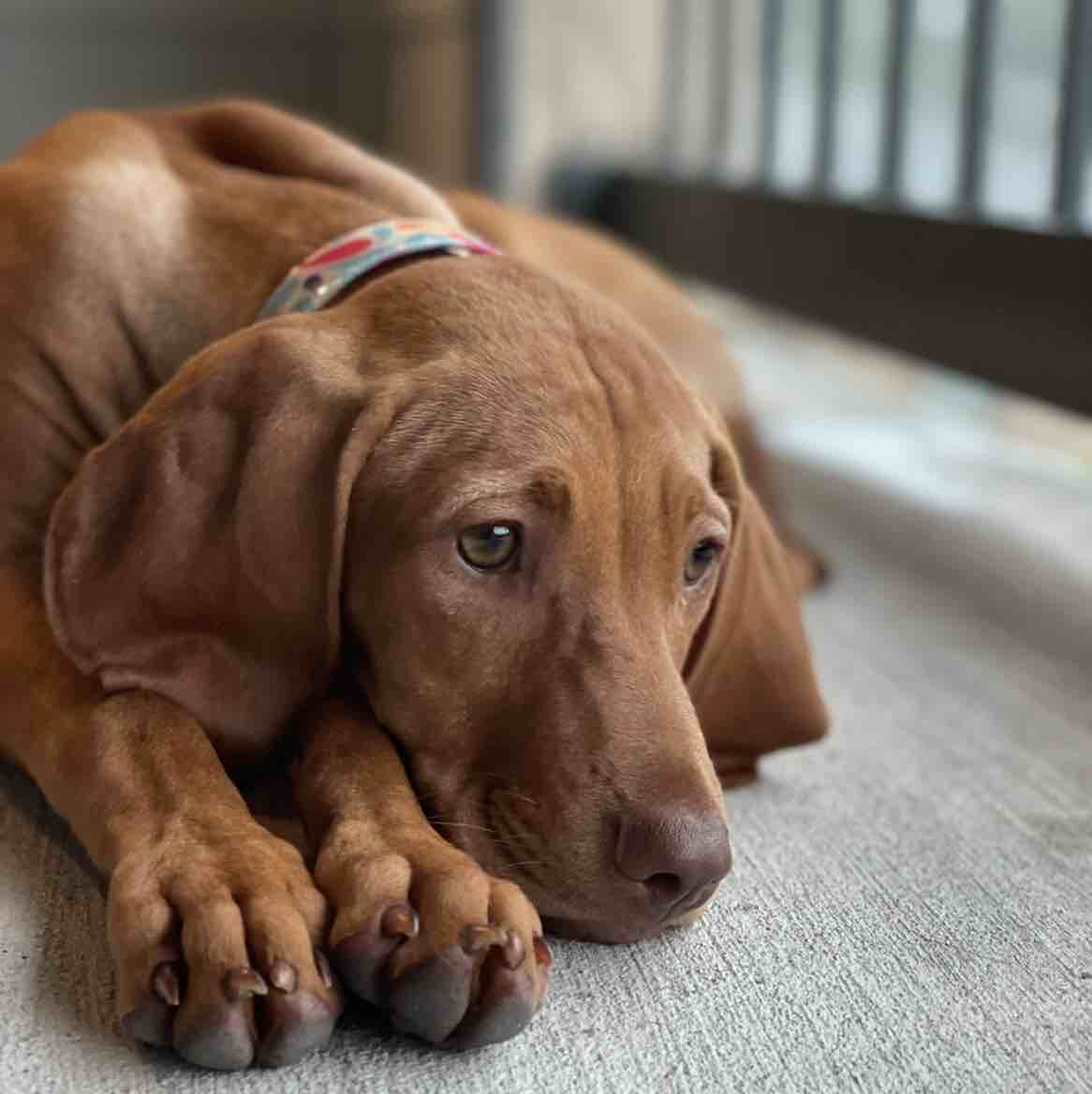 A picture of Redneck Piper, a 4 years 3 months old Other dog.