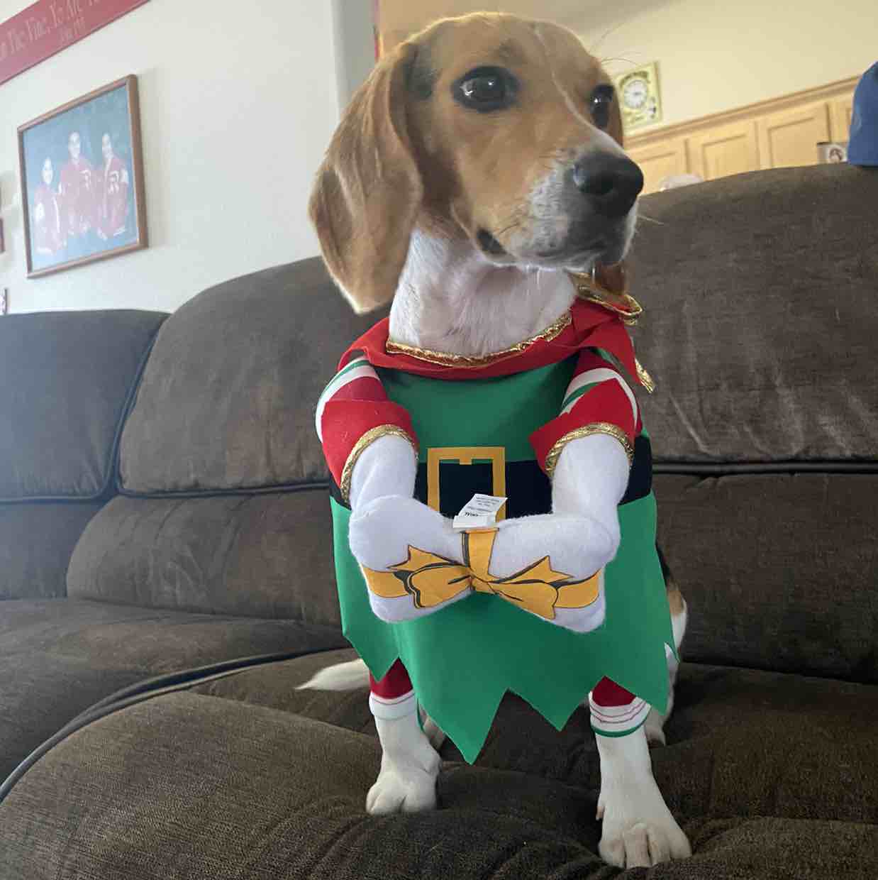 A picture of Pawmer, a 5 years 5 months old Other dog.