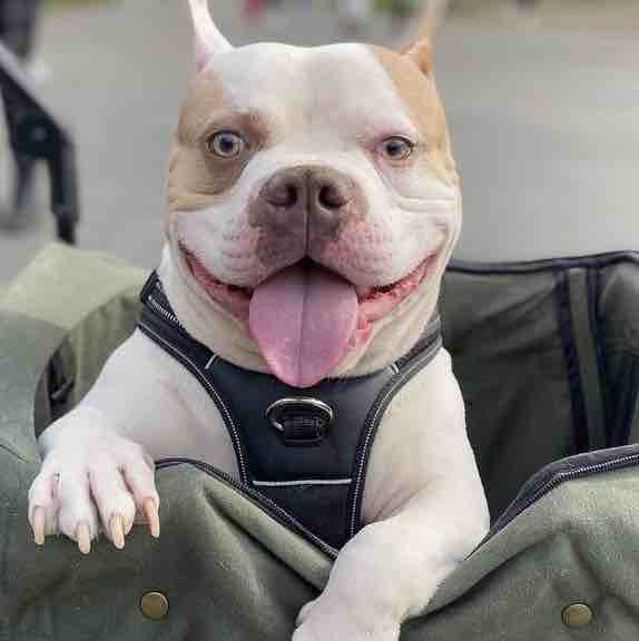 A picture of Chico, a 5 years 9 months old Other dog.