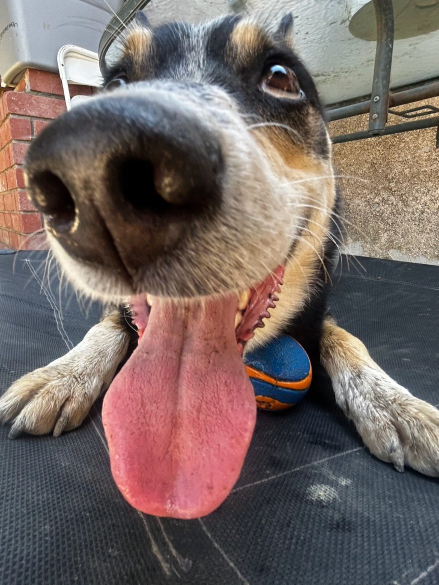 A picture of Willow, a 7 years 7 months old Other Mix dog.