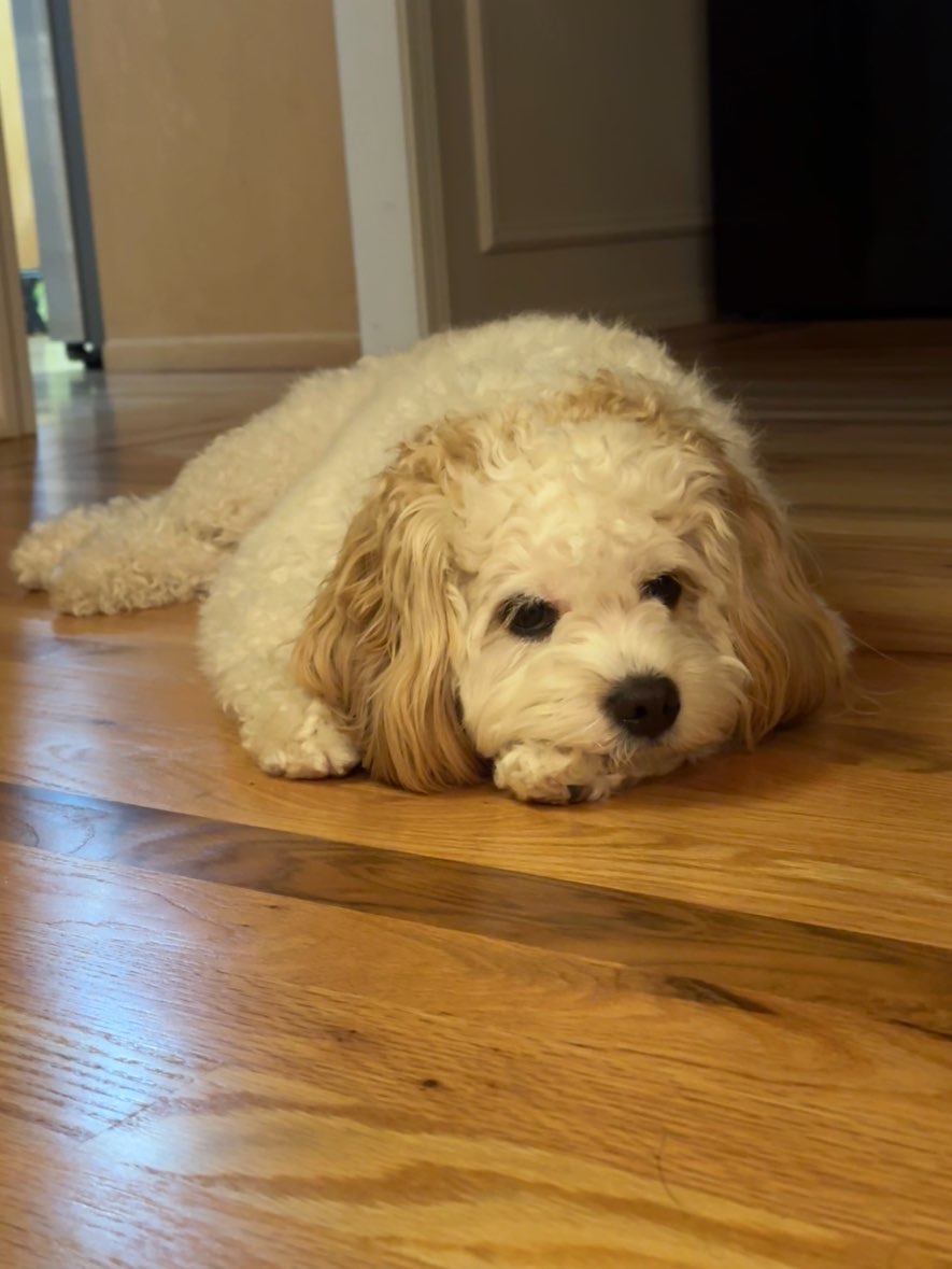 A picture of Chiku, a 2 years 1 month old Other Mix dog.