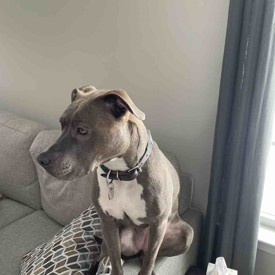 A picture of Stella, a 10 years 11 months old American Pit Bull Terrier Mix dog.