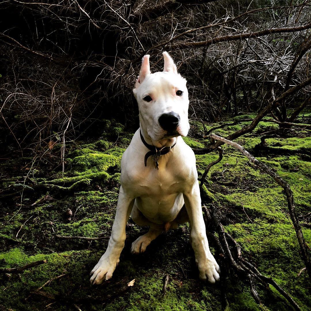 A picture of Otis, a 7 years 10 months old Other dog.