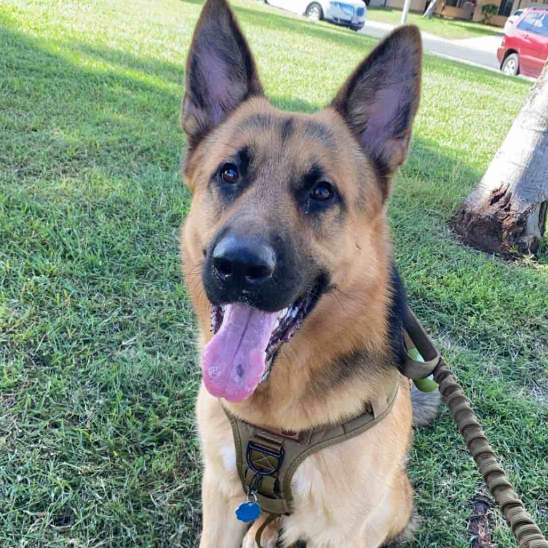 A picture of Alika, a 4 years 11 months old Other dog.