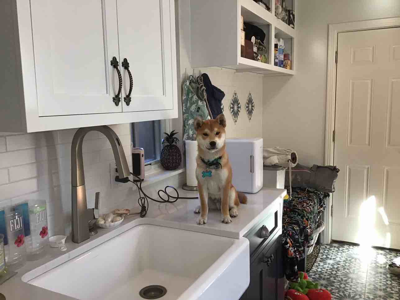 A picture of Ryujin, a 2 years 2 months old Other dog.