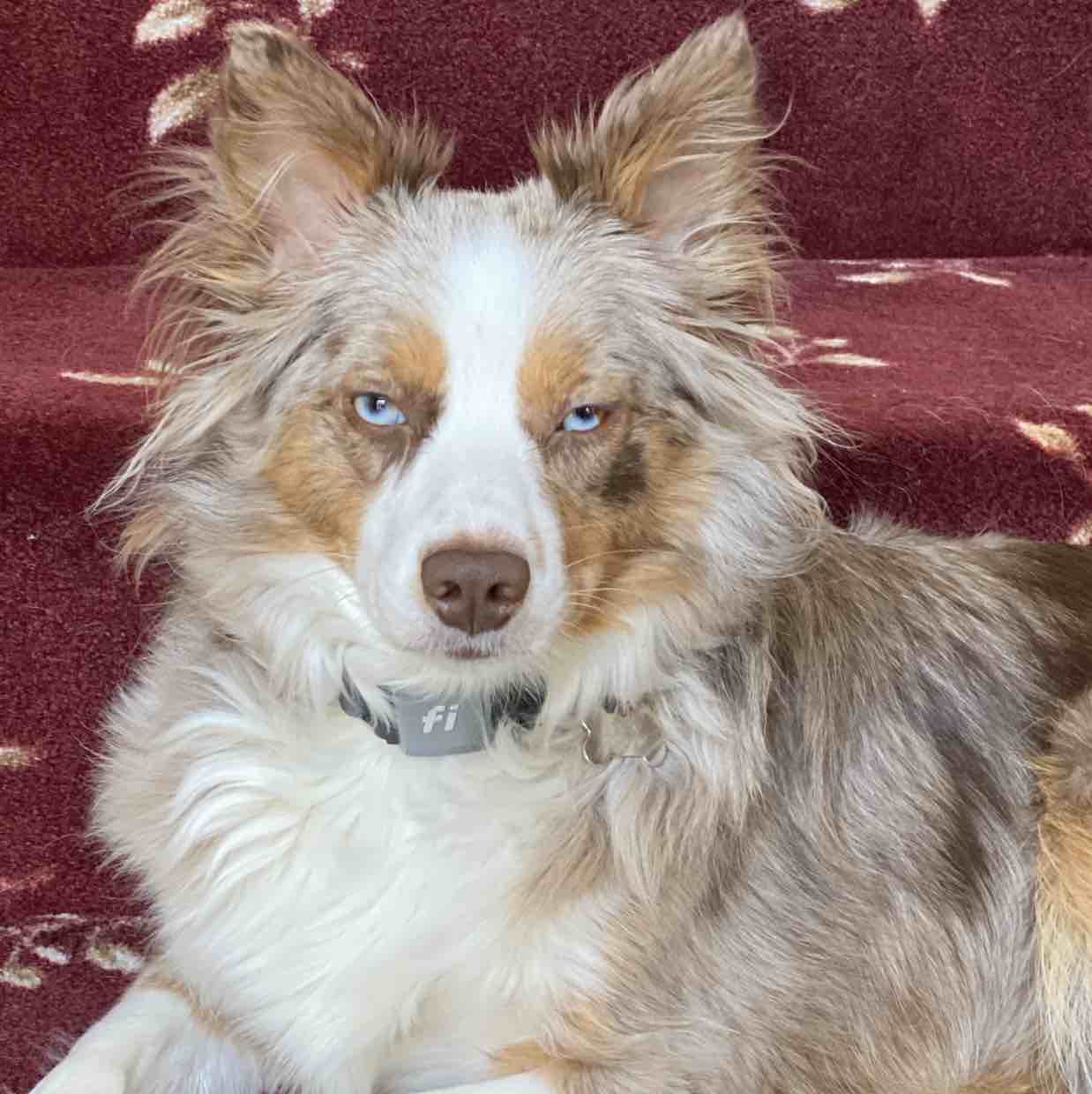 A picture of Cailin Paris, a 6 years 7 months old Other dog.
