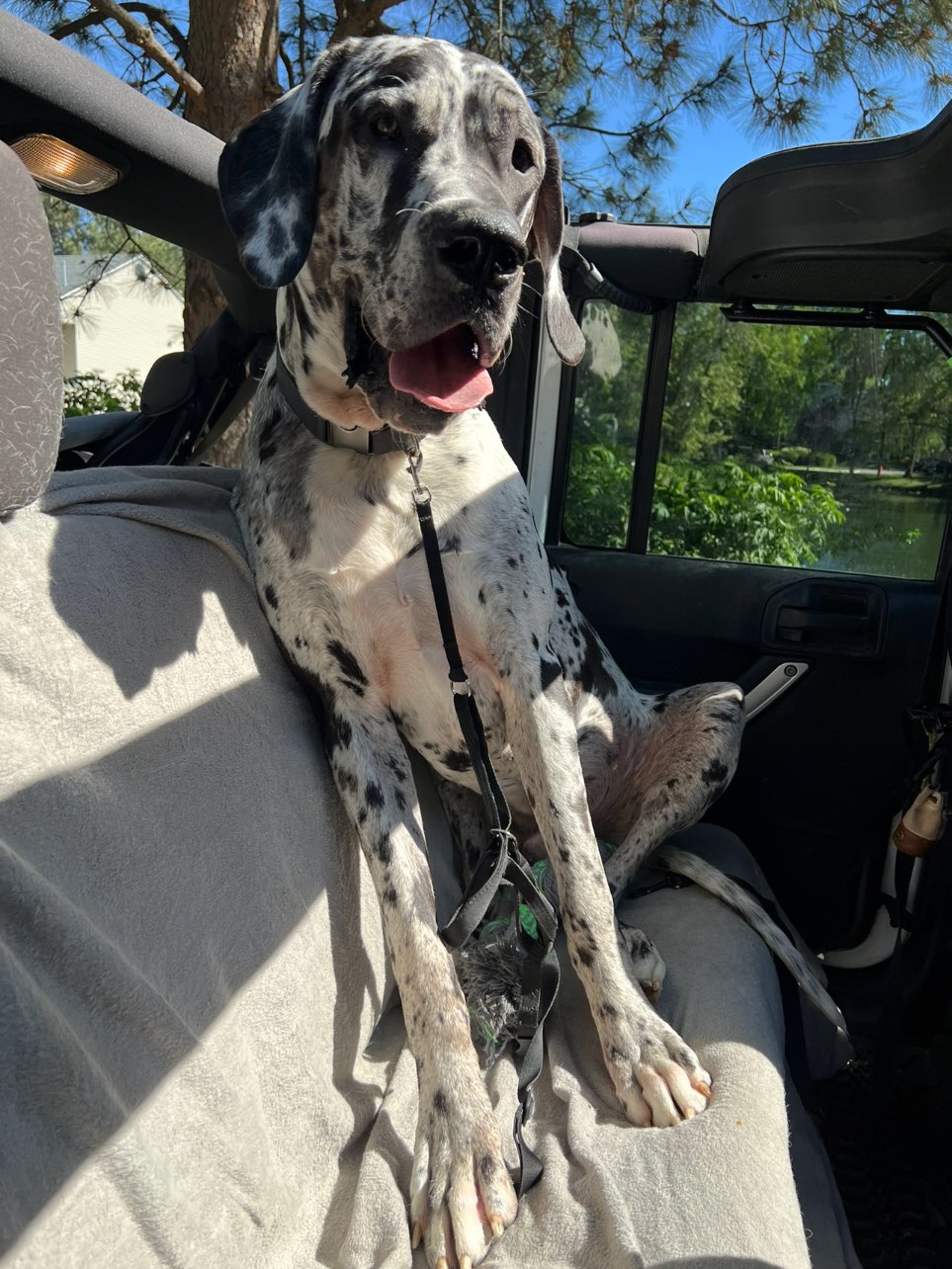 A picture of VooDoo, a 1 year 2 months old Other dog.