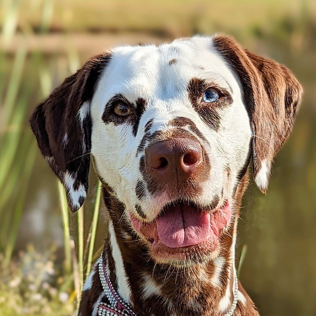 A picture of Ela, a 5 years 3 months old Dalmatian dog.