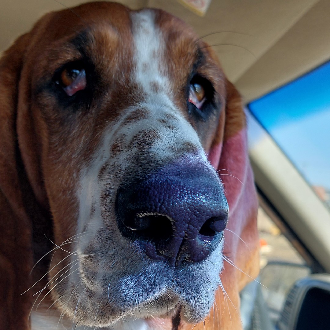 A picture of Milly, a 7 years 4 months old Other dog.