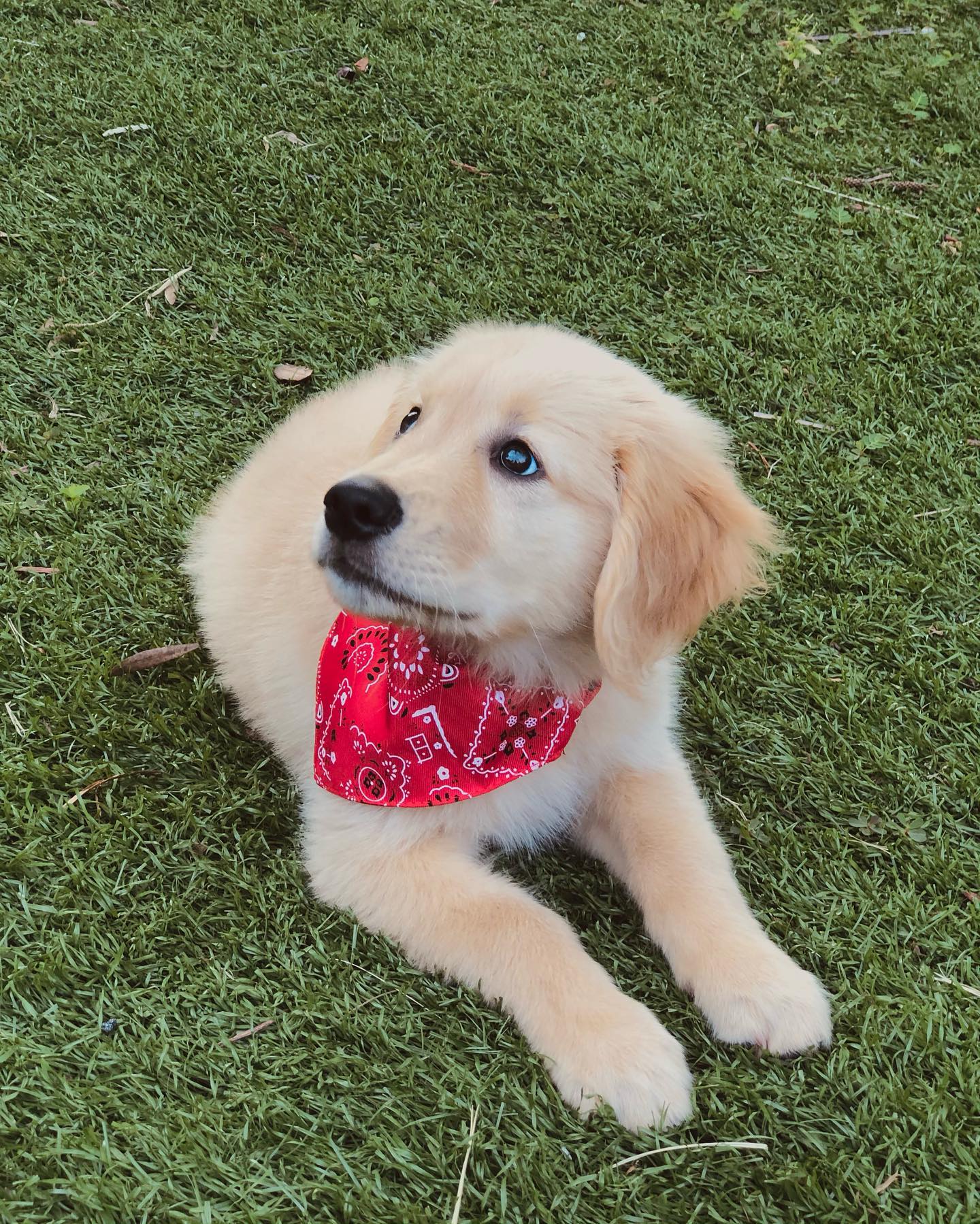 A picture of Forky, a 4 years 2 months old Other dog.