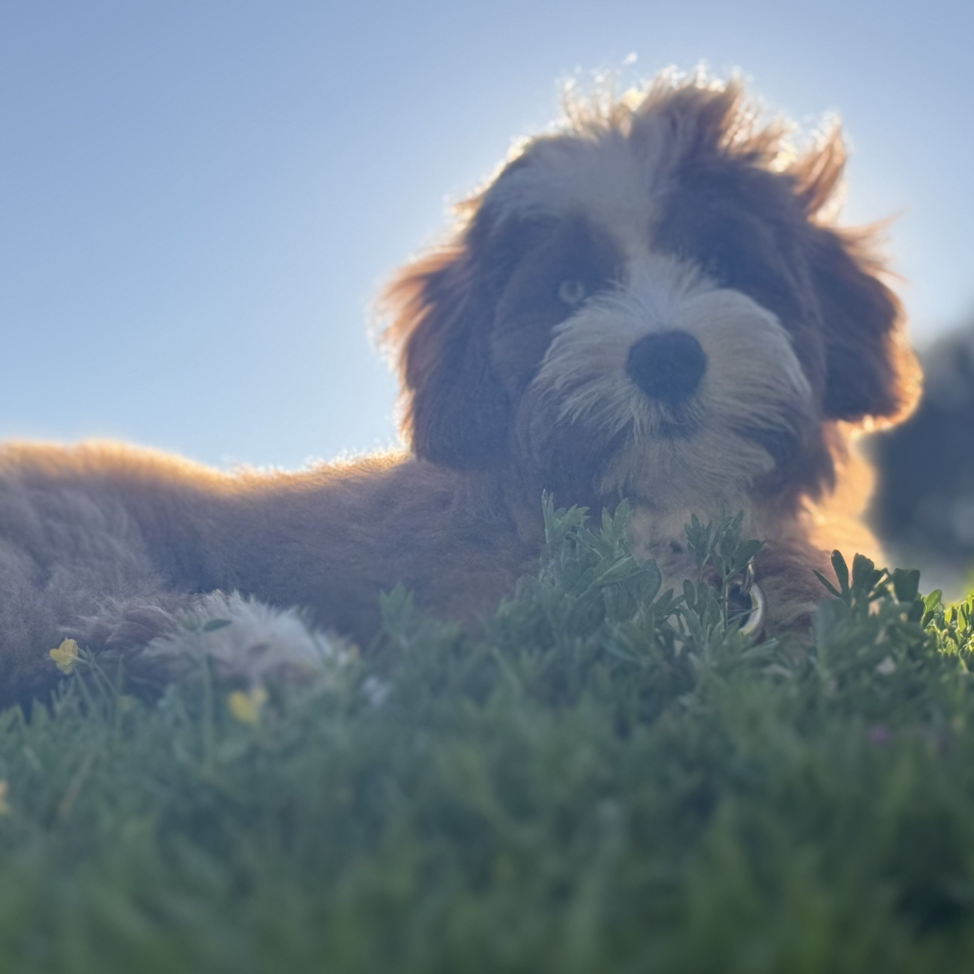 A picture of Mookie, a 4 months old Other Mix dog.