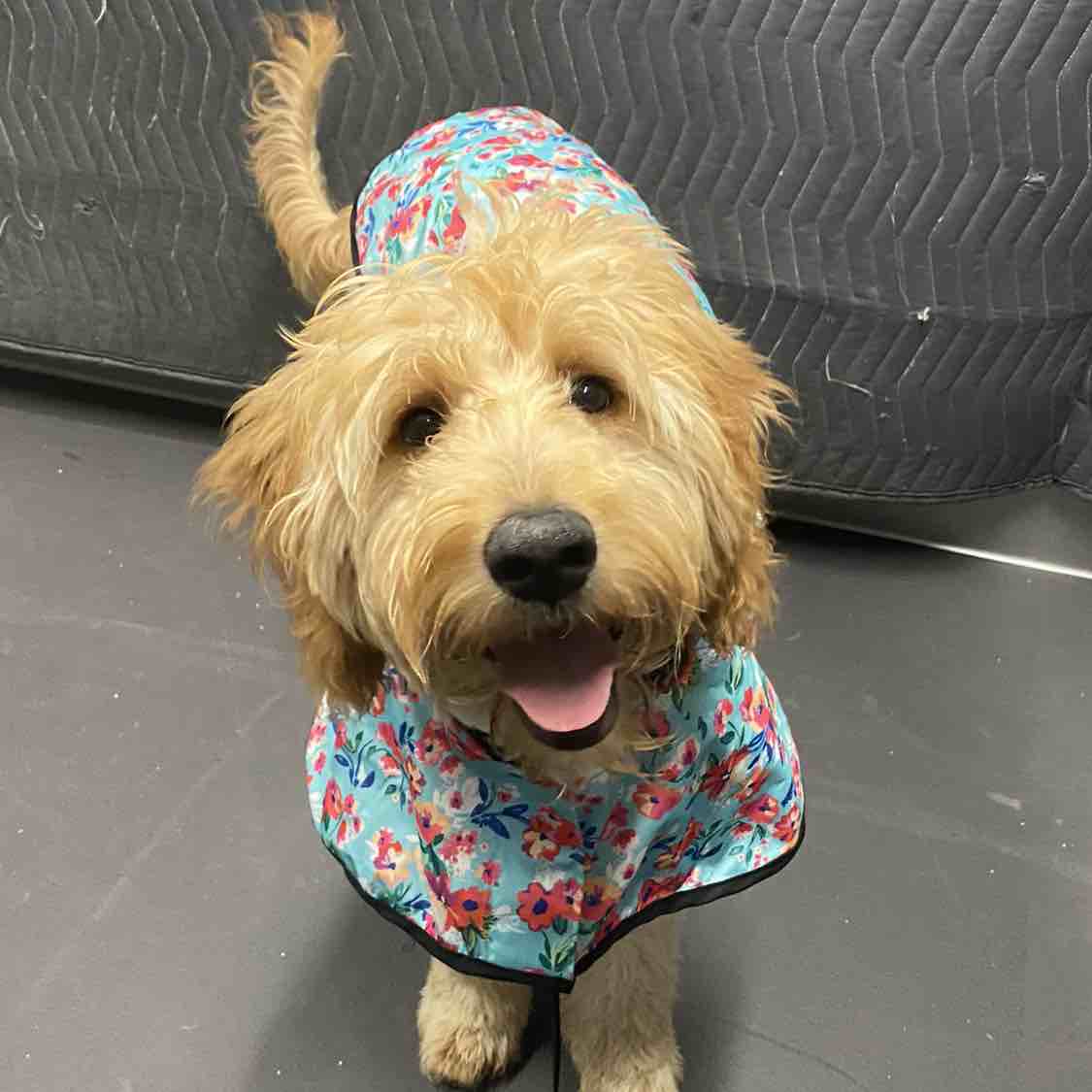 A picture of Gwendolyn, a 5 years 9 months old Other Mix dog.
