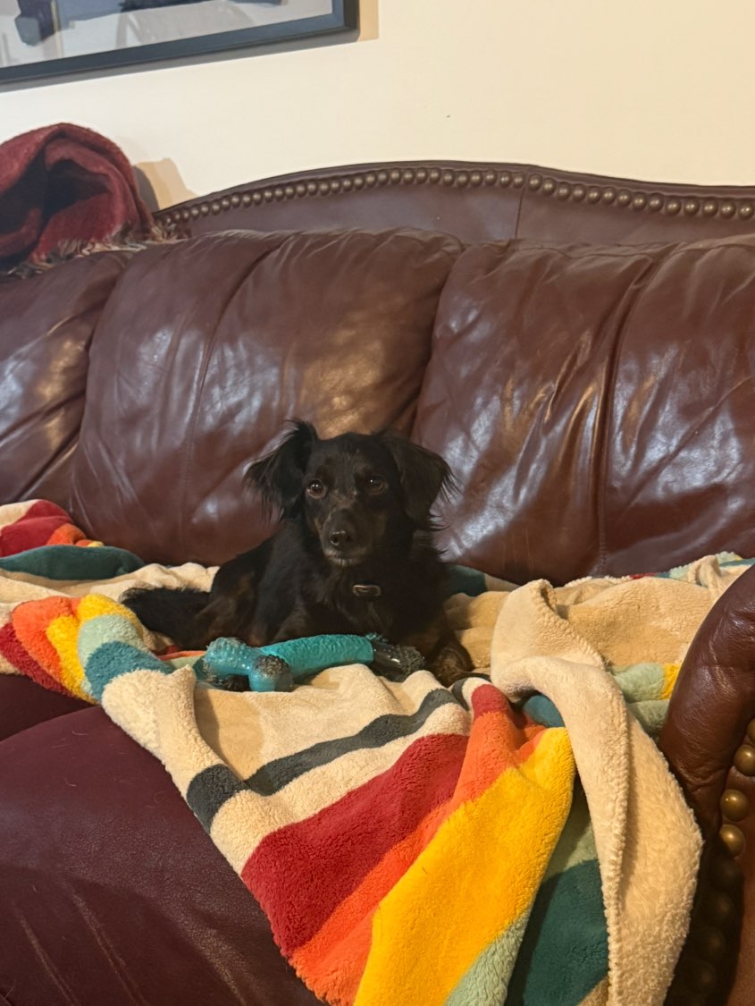 A picture of Beethoven, a 3 years 10 months old Other Mix dog.