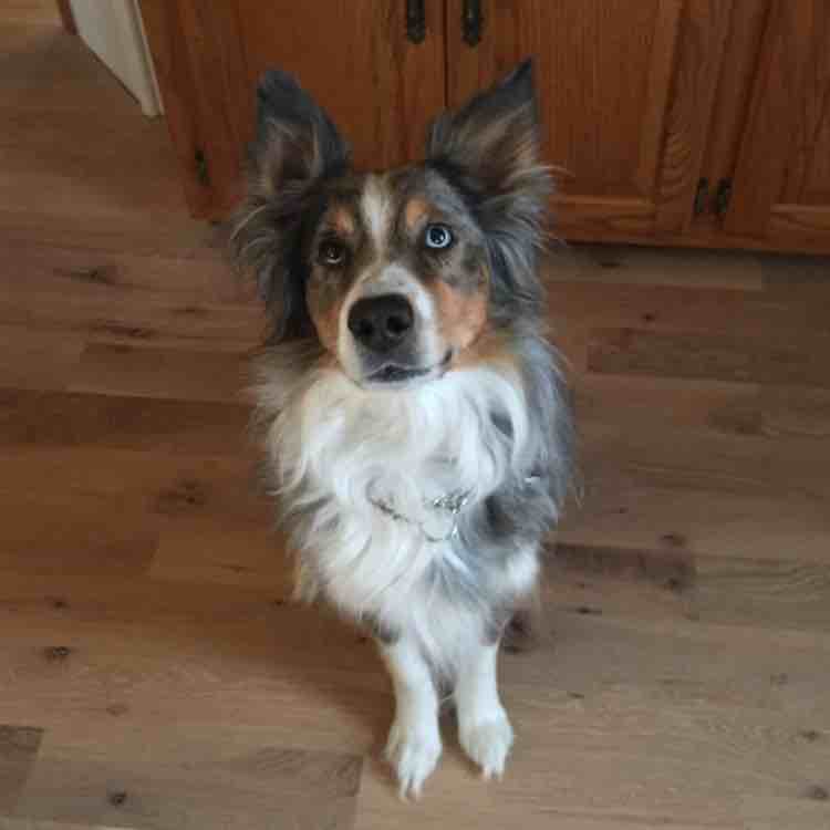 A picture of Indiana Jones, a 10 years 1 month old Australian Shepherd dog.