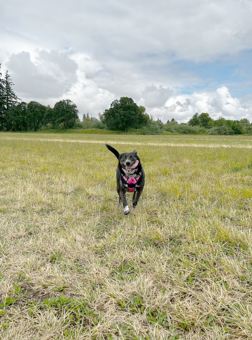 A picture of Fancy - Princess Of Snohomish County, a 1 year 11 months old Other dog.