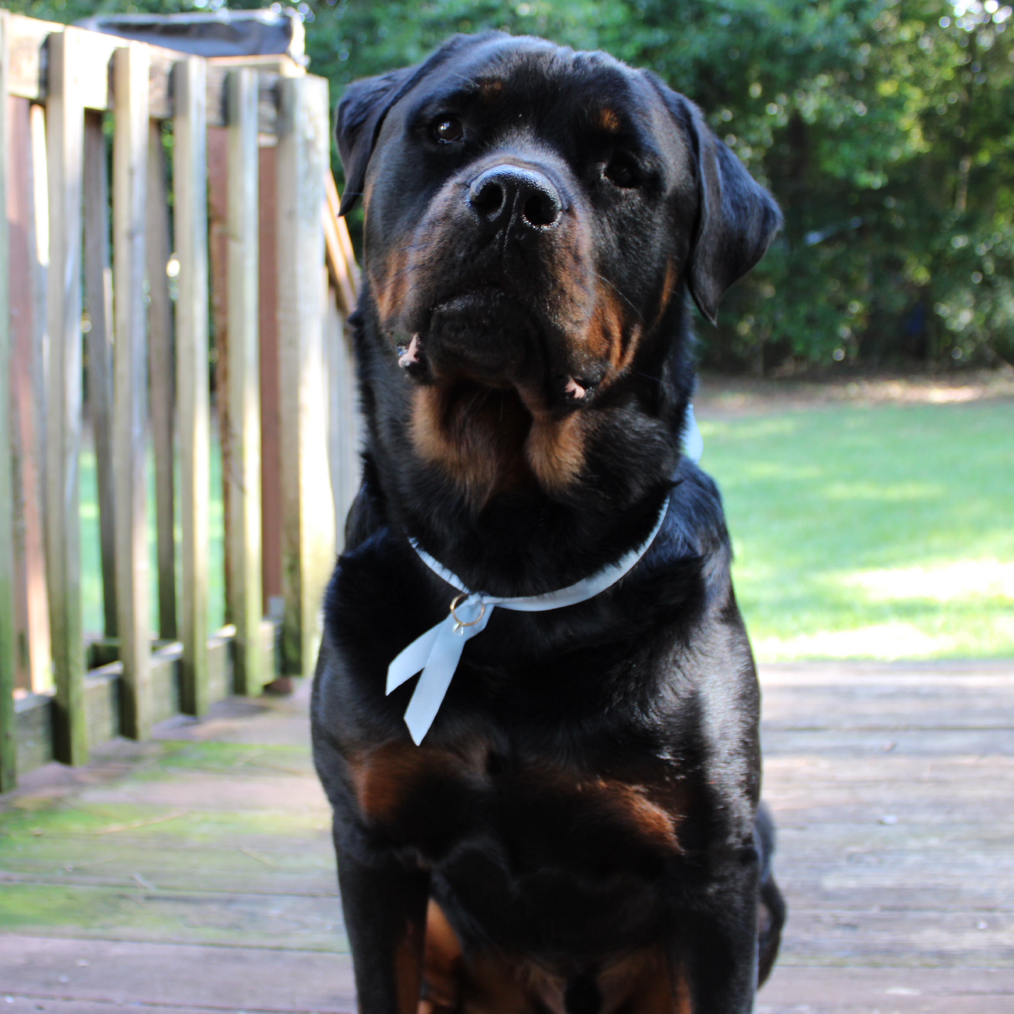 A picture of FORKLIFT JIM, a 2 years 10 months old Other dog.