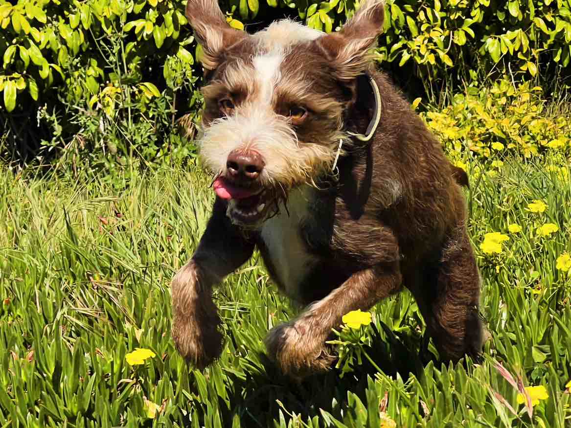 A picture of Jonesy, a 6 years 2 months old Other Mix dog.