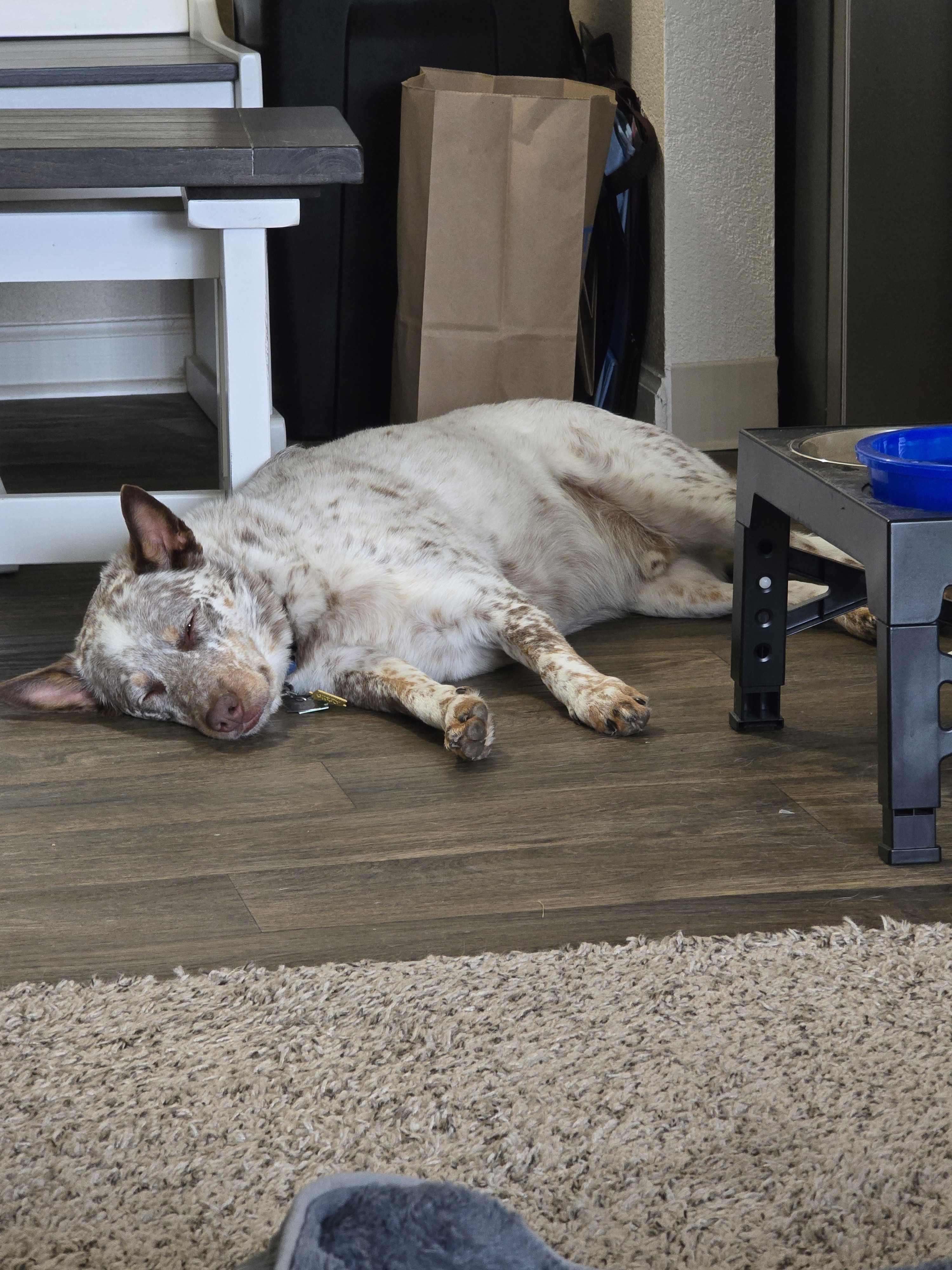 A picture of Gus Wayne, a 4 years old Australian Cattle Dog dog.