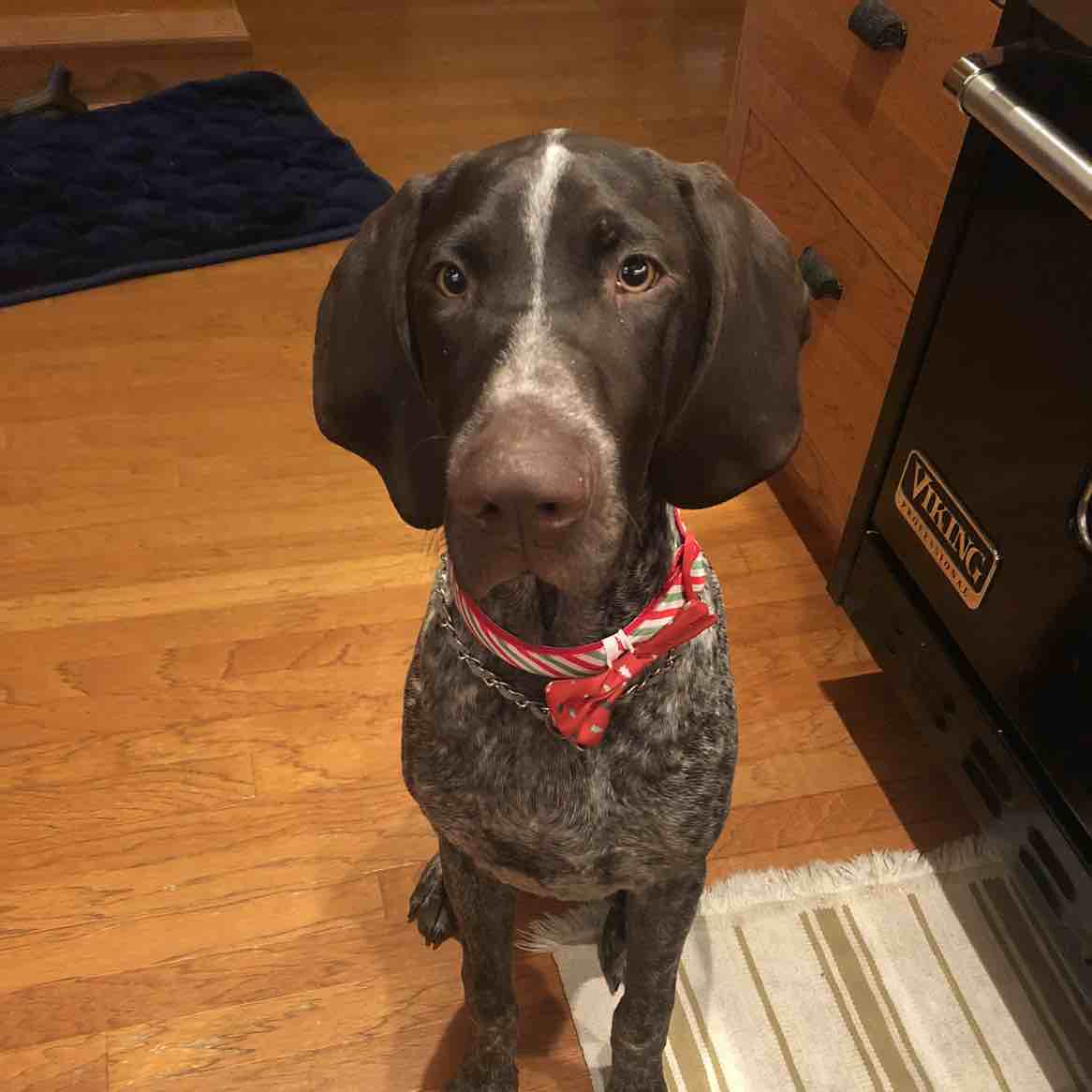 A picture of Buddy, a 6 years 2 months old Other dog.