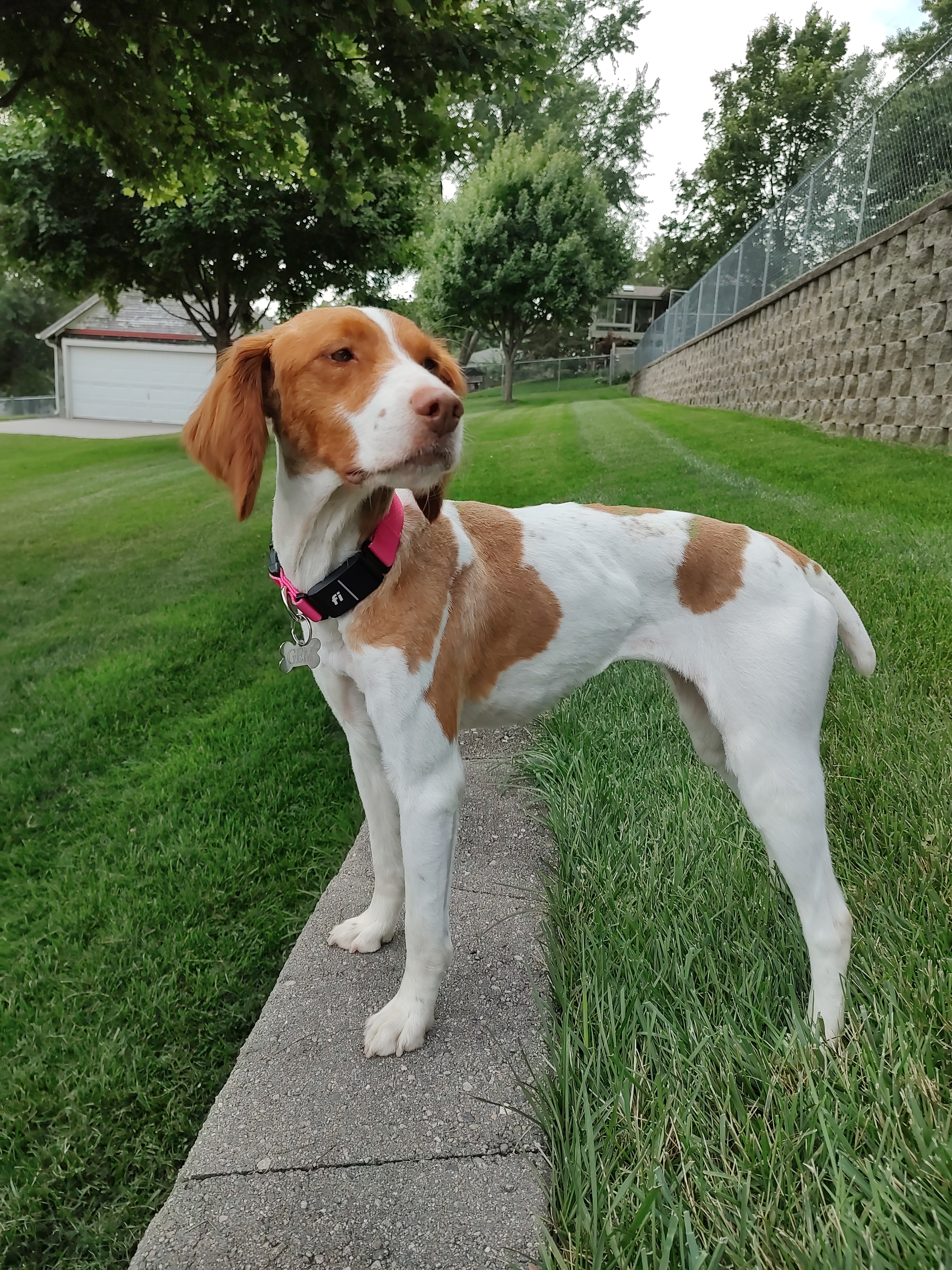 A picture of Gem, a 4 years old Other dog.