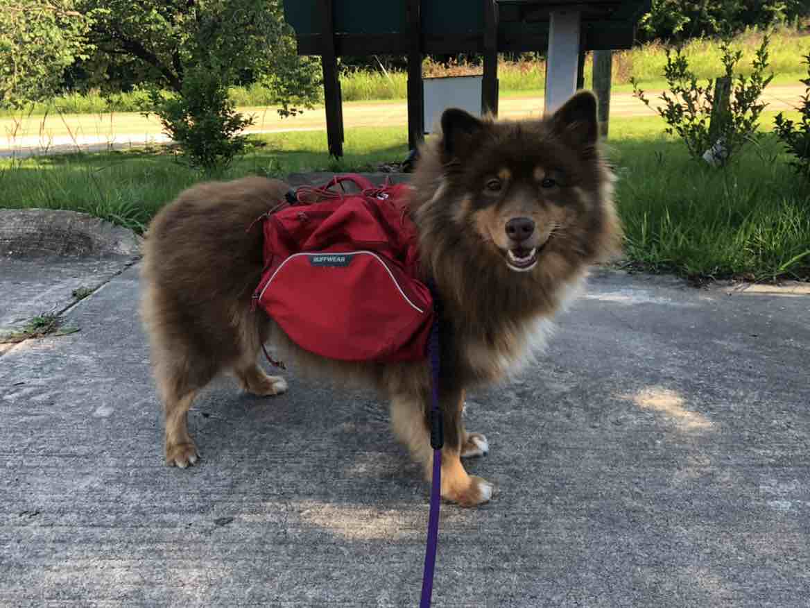 A picture of Aleutian, a 10 years 5 months old Other dog.