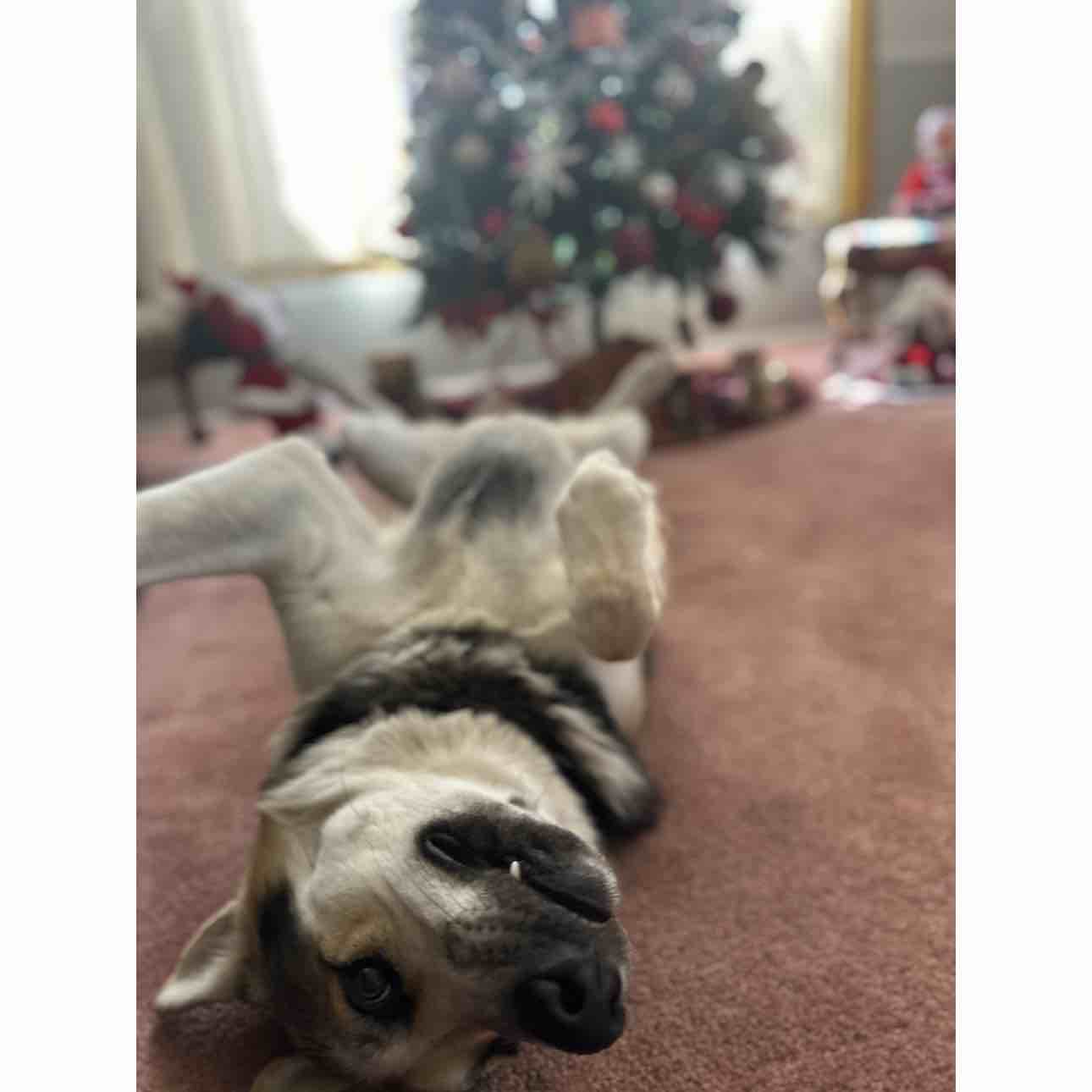 A picture of Conan, a 3 years 6 months old Other dog.