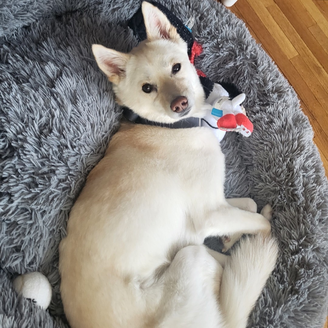 A picture of Toki, a 4 years 9 months old Other dog.