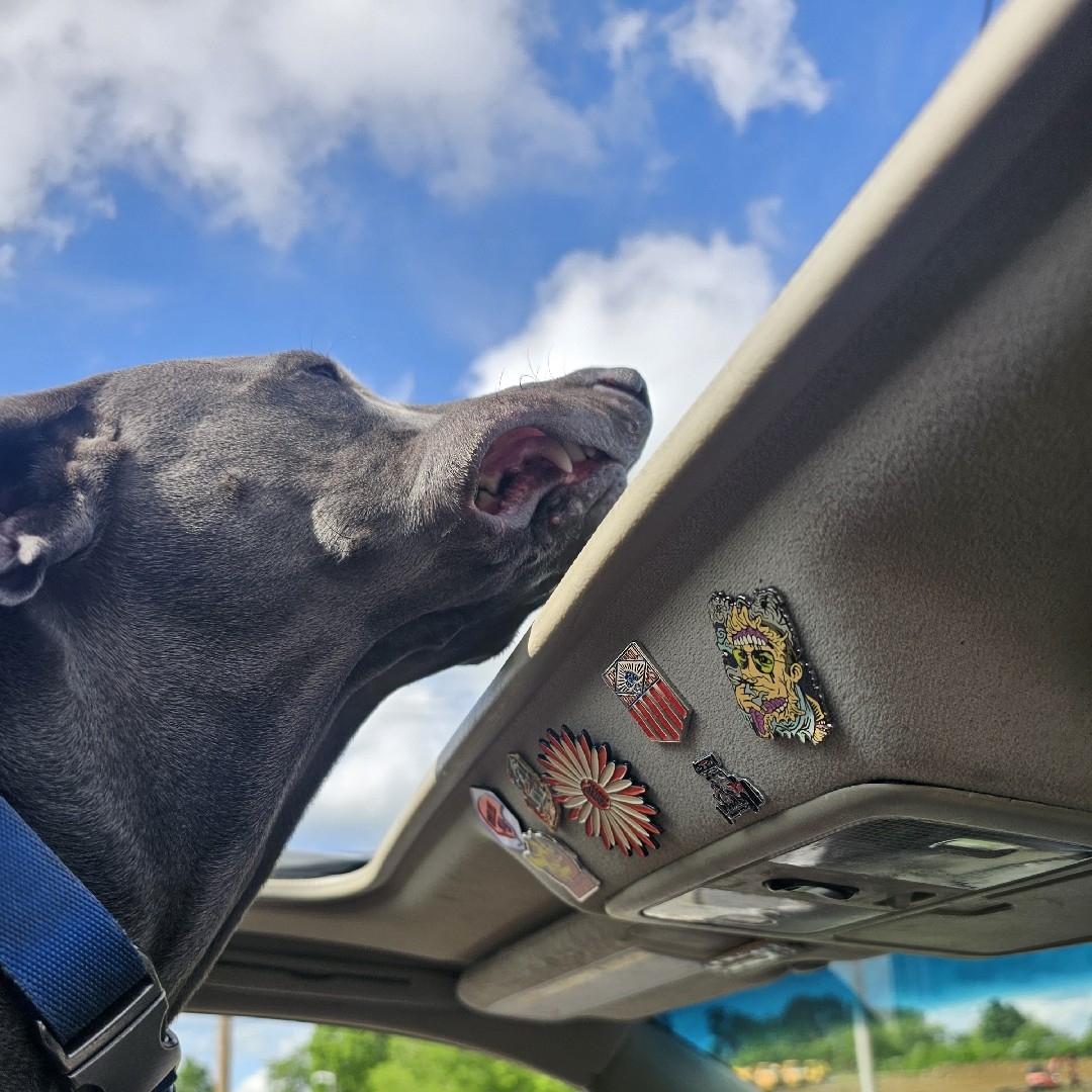 A picture of Cerberus Buford Tookie Sallee, a 1 year 10 months old Other dog.