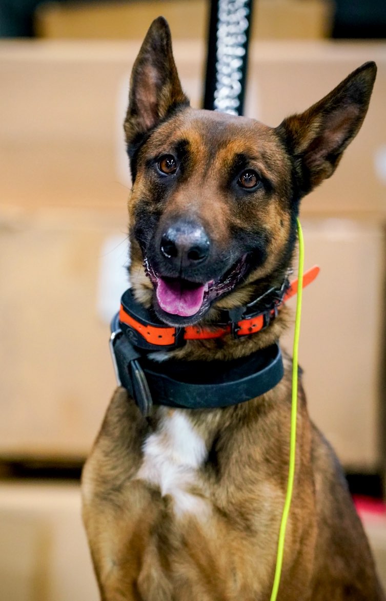 A picture of Kratos, a 3 years 7 months old Other dog.