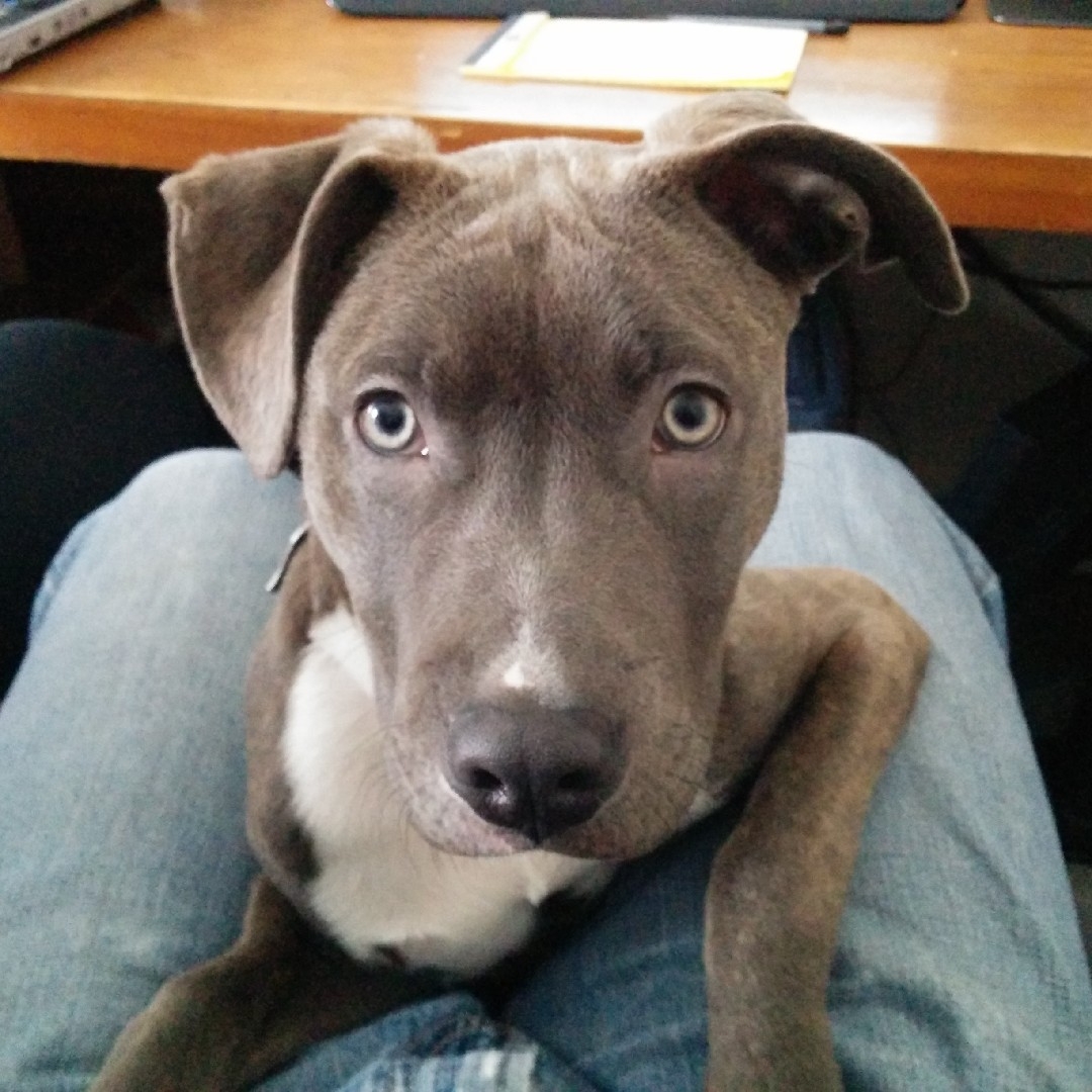 A picture of Stella, a 10 years 11 months old American Pit Bull Terrier Mix dog.