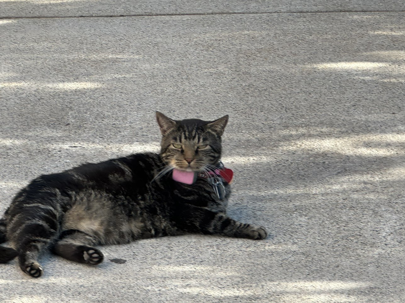 Goggles Fi Smart Dog Collar