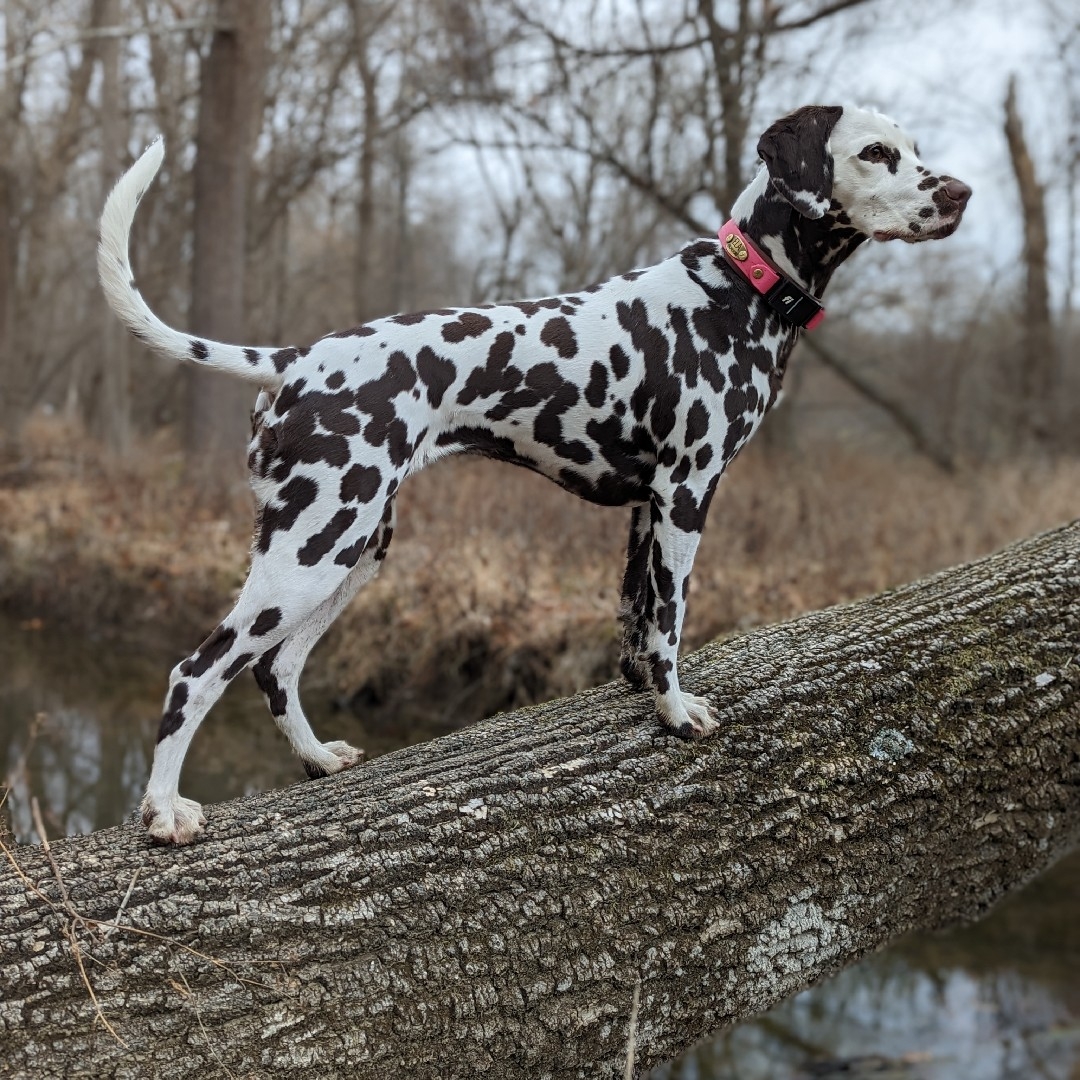 A picture of Ela, a 5 years 3 months old Dalmatian dog.