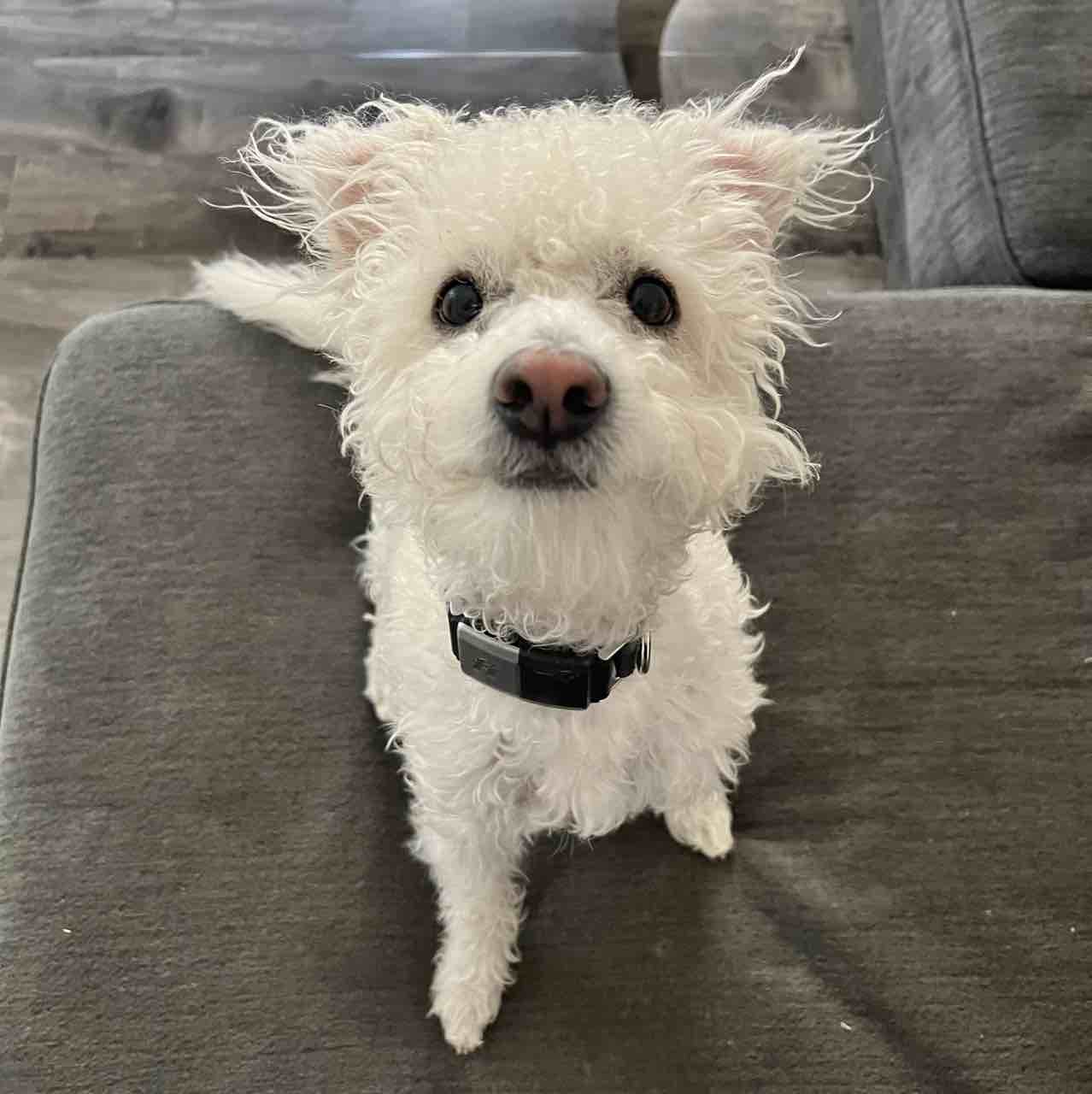 A picture of Pushok, a 4 years 5 months old Other dog.