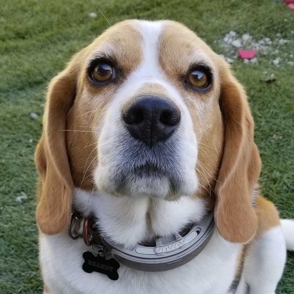 Do Electric Shock Collars Harm Dogs? Whole Dog Journal, 41 OFF