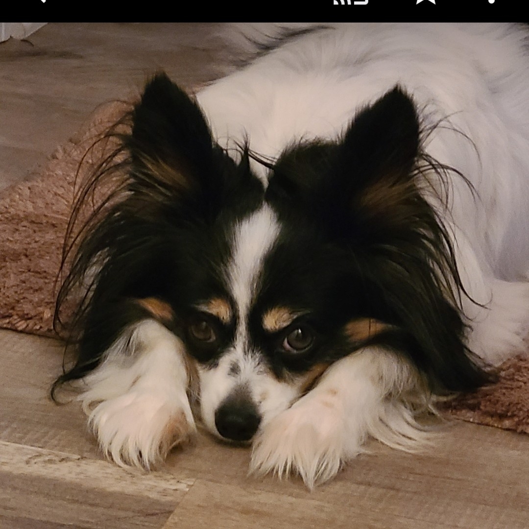 A picture of Genevieve, a 7 years 4 months old Other dog.