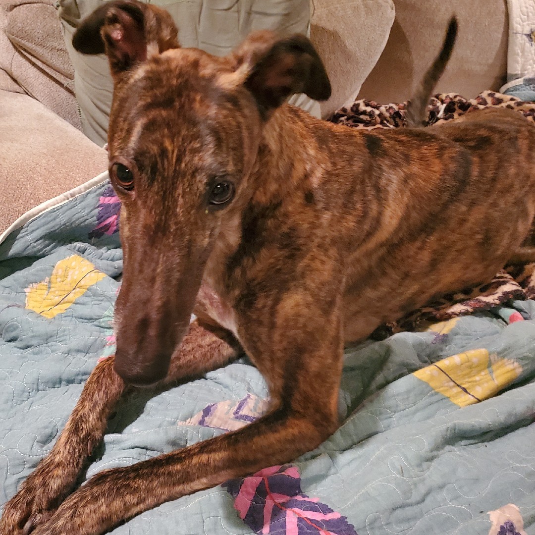 A picture of Apex, a 6 years 3 months old Other dog.