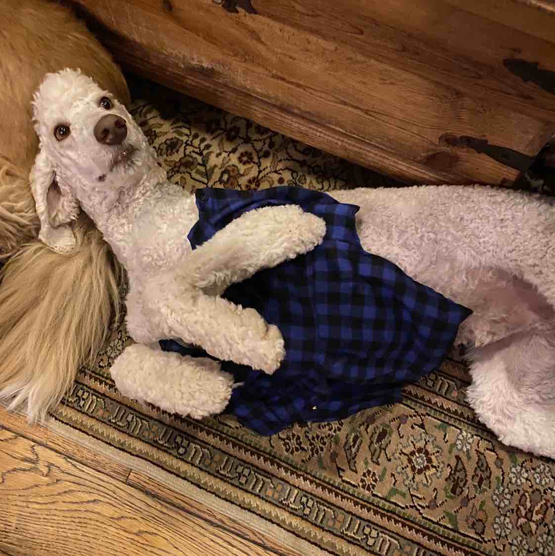 A picture of Soto, a 6 years 5 months old Other dog.