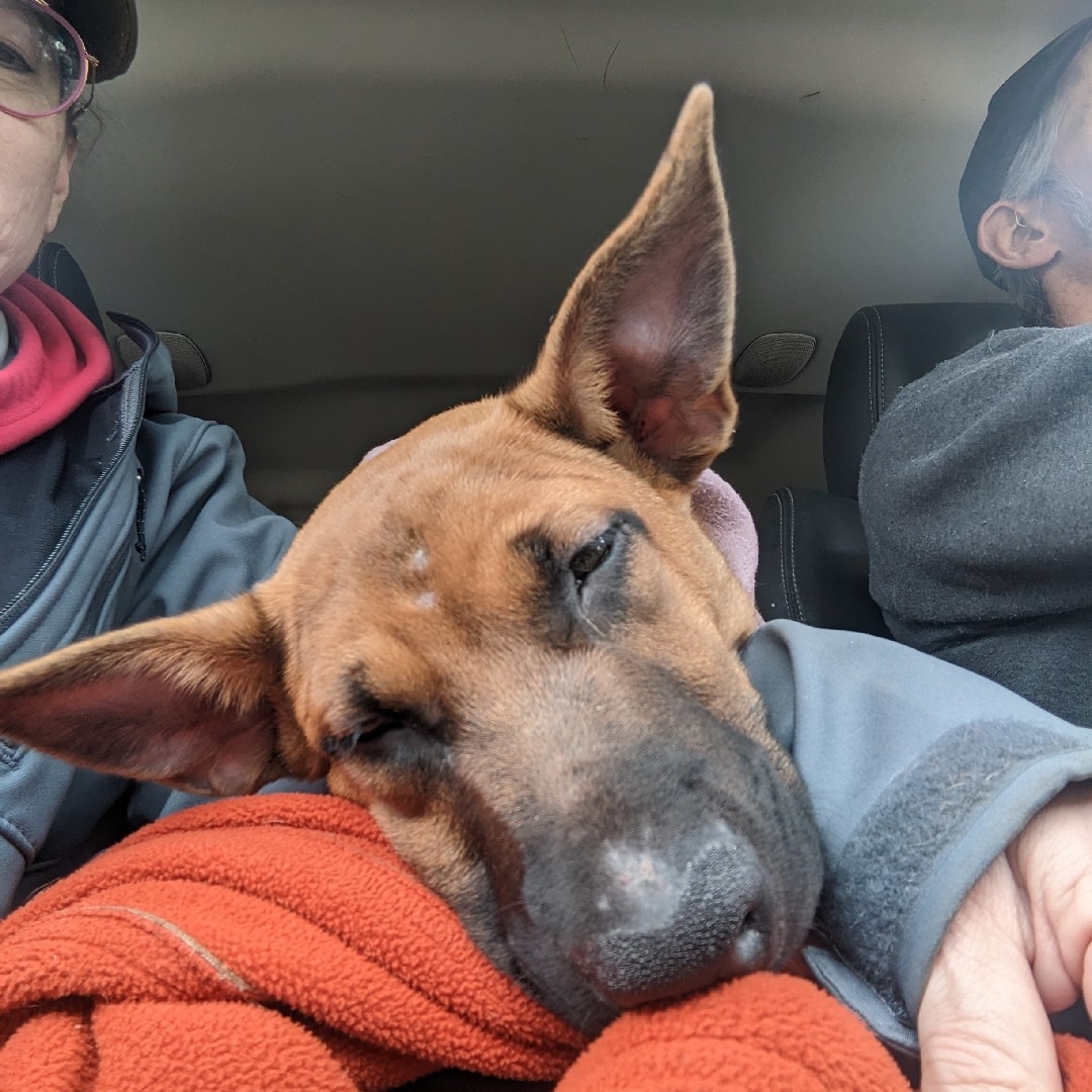 A picture of Hey Dude, a 2 years 7 months old Other Mix dog.