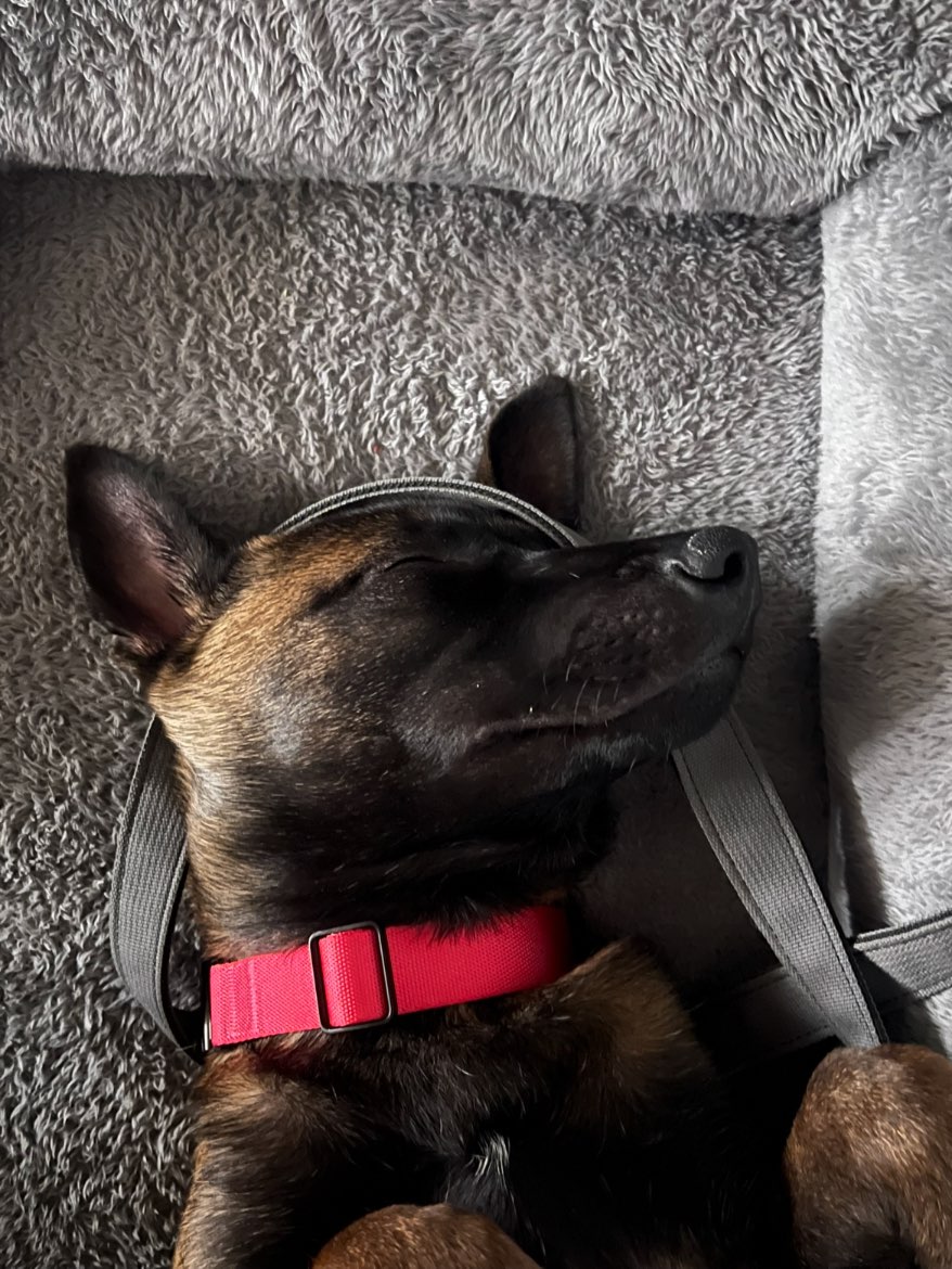 A picture of Vixen, a 8 months old Other Mix dog.