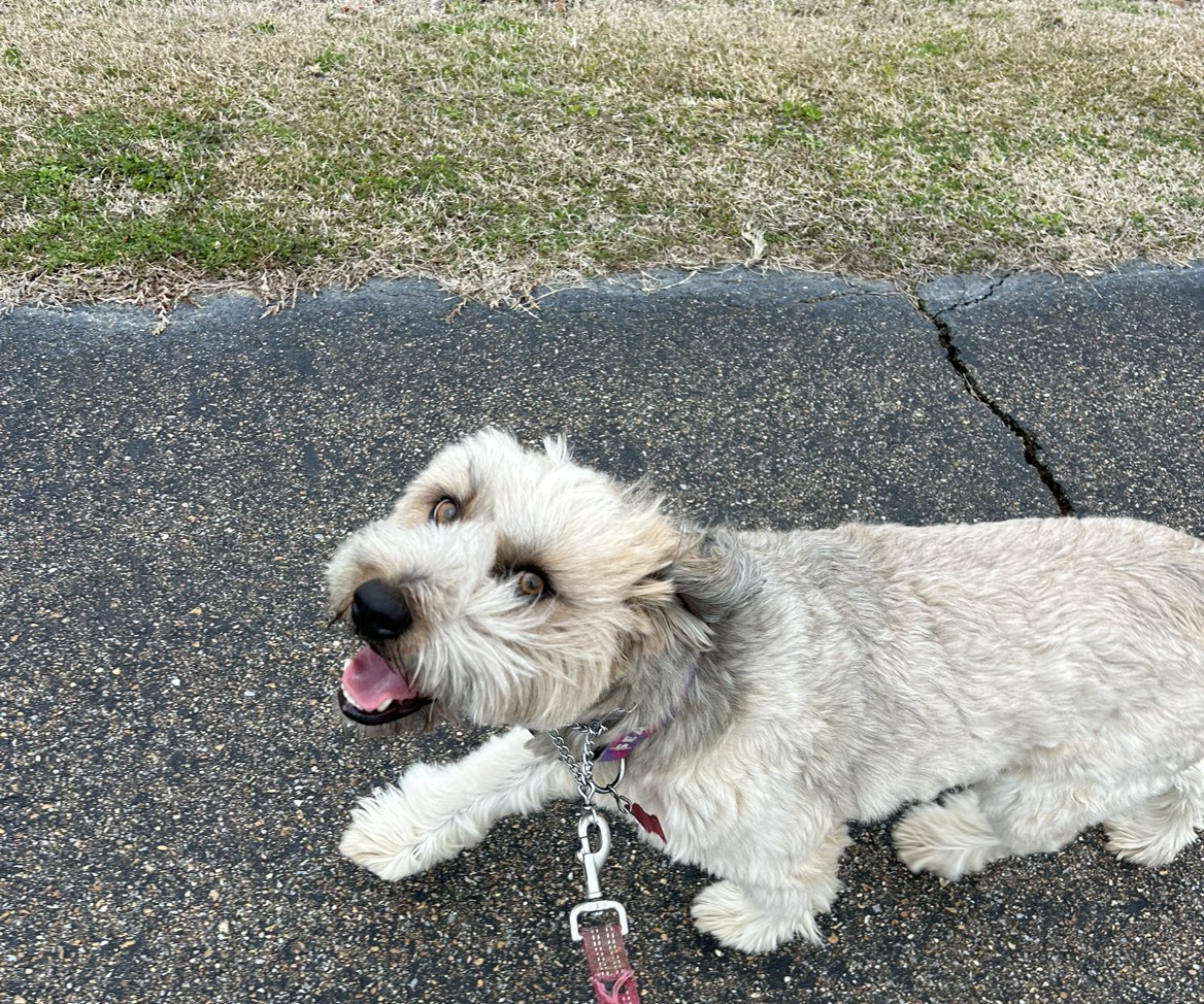 A picture of Seamus, a 7 years 6 months old Other Mix dog.