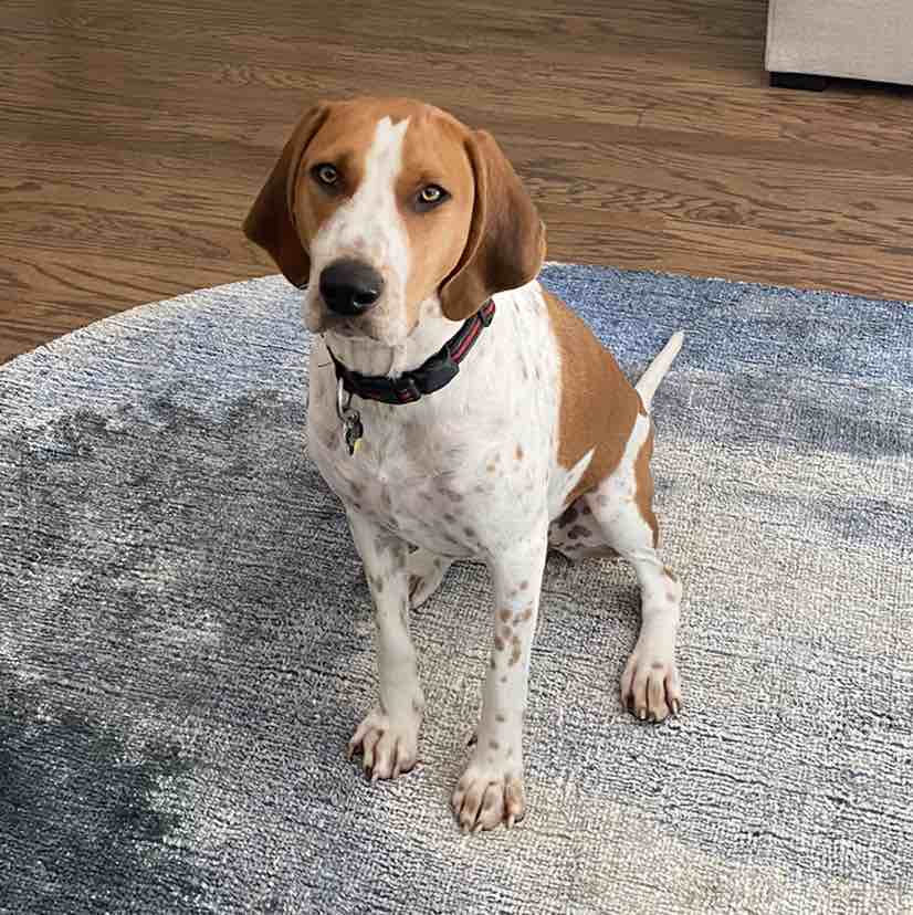 A picture of Copper, a 4 years 10 months old Treeing Walker Coonhound Mix dog.